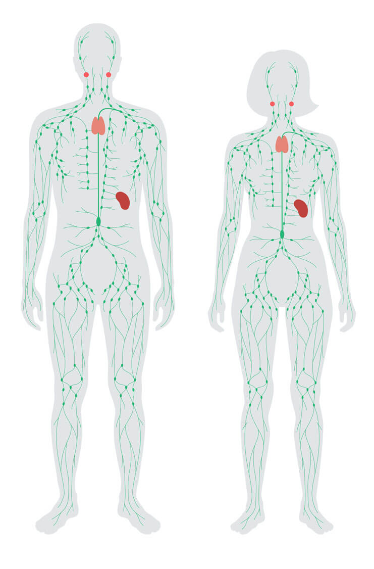 Lymphatic system in males and females
