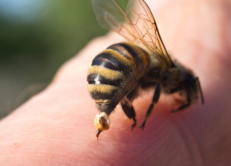 close up of a bee stinging a hand