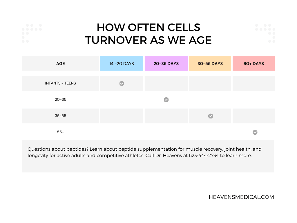 How Often Cells Turnover As We Age Chart