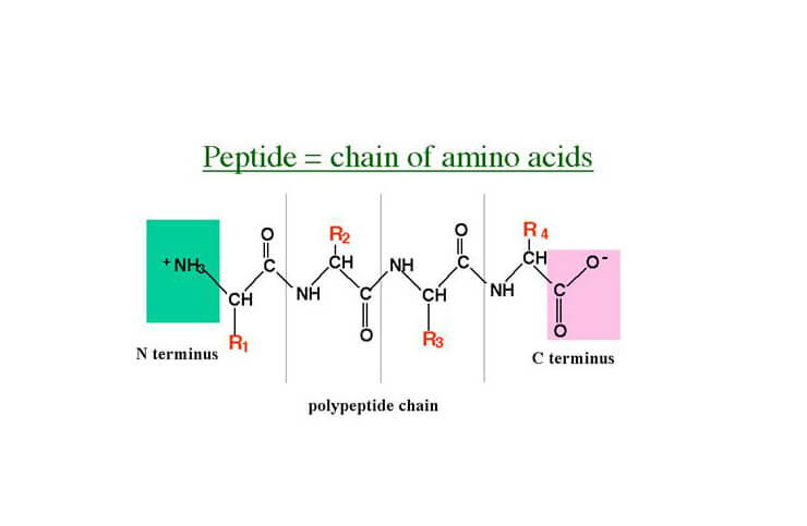 peptide chain diagram to create polypeptide